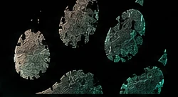 Ares's paw print, from our logo